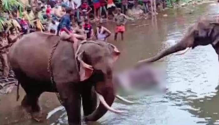 FIR against unidentified people for feeding cracker-filled pineapple to pregnant elephant in Kerala's Malappuram