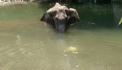 Horrific: Bollywood and TV celebs mourn Kerala elephant who died after being fed cracker-stuffed fruit