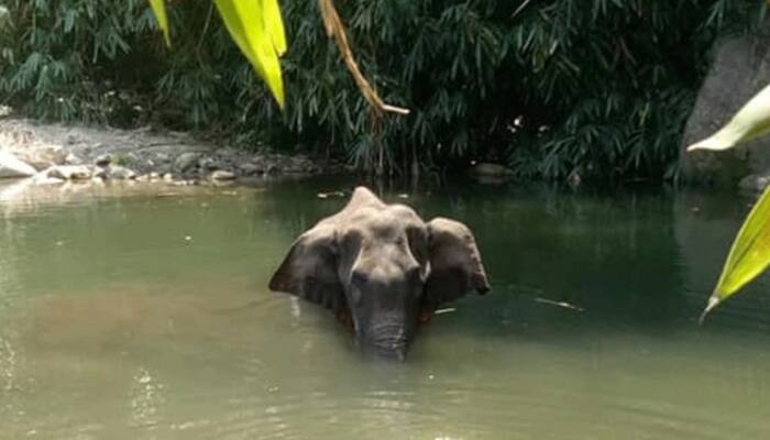 Massive outrage over Kerala pregnant elephant's killing using cracker-filled pineapple, strict action sought