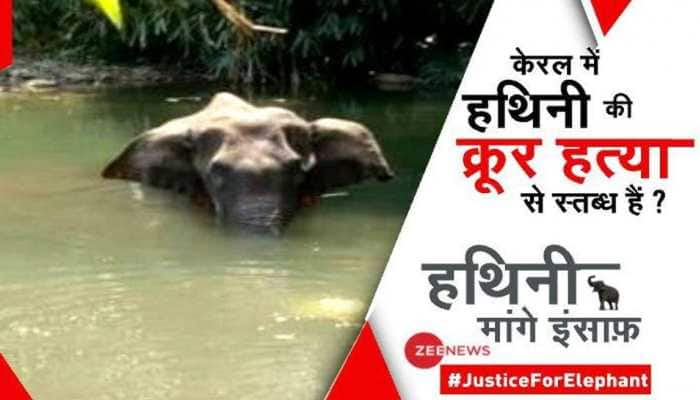 #JusticeForElephant: Join ZEE NEWS campaign to bring Kerala elephant&#039;s barbaric killers to book