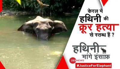 #JusticeForElephant: Join ZEE NEWS campaign to bring Kerala elephant's barbaric killers to book