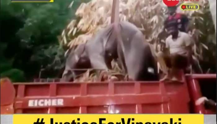 #JusticeForVinayaki: SIT to probe pregnant elephant's death amid public outrage; Kerala CM says justice will prevail