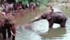 Accused arrested in pregnant elephant's death in Kerala's Palakkad; police intensify probe