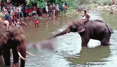 Accused arrested in pregnant elephant's death in Kerala's Palakkad; police intensify probe