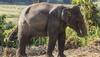 World Environment Day: Mamata govt's plan to lessen man-elephant conflict in West Bengal  