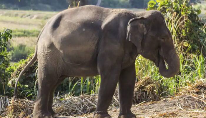 World Environment Day: Mamata govt's plan to lessen man-elephant conflict in West Bengal  