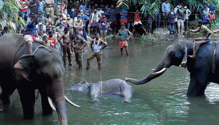 #JusticeForVinayaki: Story behind the pregnant elephant's killing in Kerala's Palakkad #JusticeForVinayaki: Story behind the pregnant elephant's killing in Kerala's Palakkad