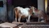After elephant in Kerala, cow fed with explosive-mixed eatables in Himachal Pradesh, one arrested 