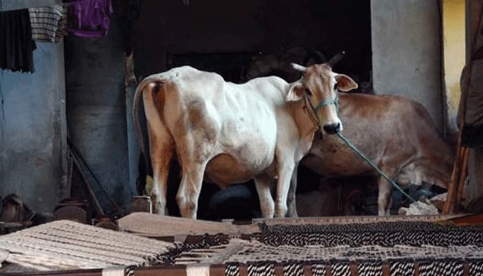 After elephant in Kerala, cow fed with explosive-mixed eatables in Himachal Pradesh, one arrested 