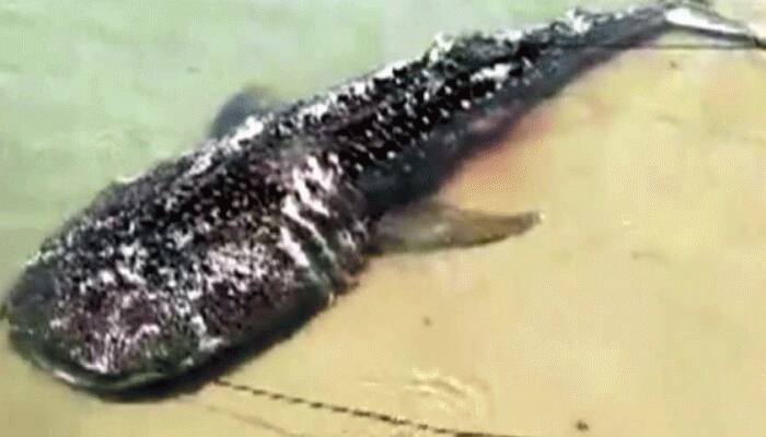 Giant sperm whale washed ashore on Tamil Nadu&#039;s Ramanathapuram beach