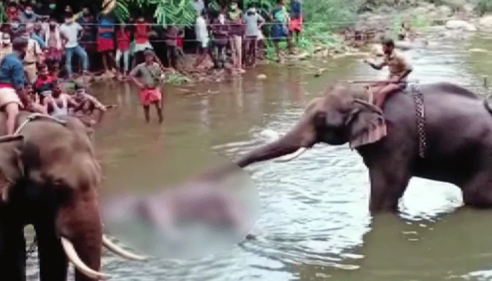 NGT takes suo motu cognisance of pregnant elephant's death in Kerala's Palakkad, forms committee to probe the matter