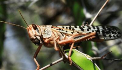 Pakistan yet to respond on Indian suggestion on jointly dealing with locust crisis
