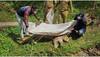 6 people including a juvenile apprehended in Guwahati for killing leopard
