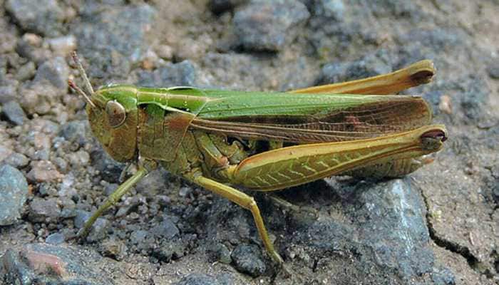 Locust swarms continue to damage crops in Rajasthan&#039;s Barmer