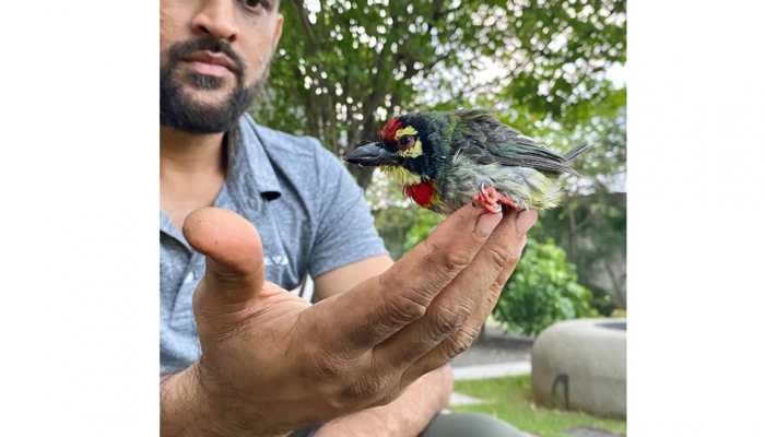 MS Dhoni helps rescue an injured bird, daughter Ziva posts heart-touching story