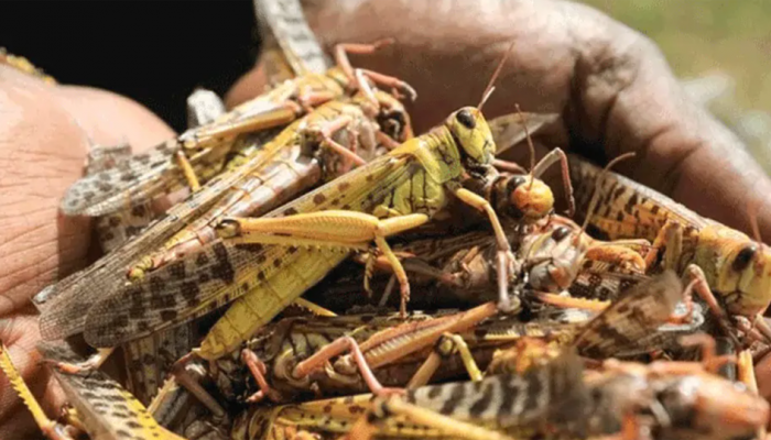 Pakistan PM Imran Khan decides to battle locusts by turning them into chicken feed