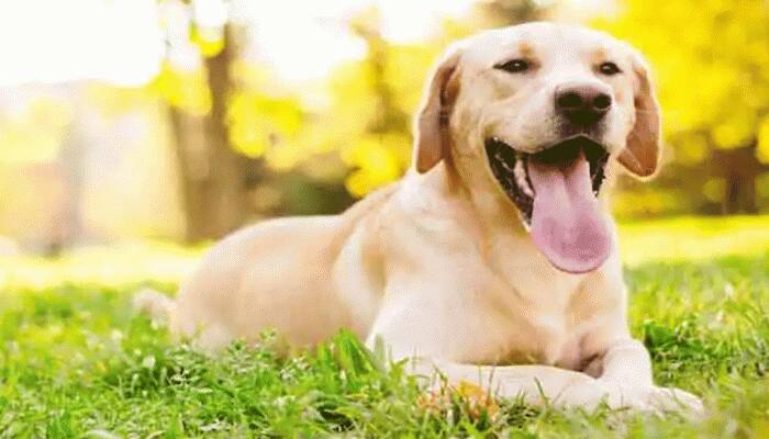 PETA urges Uttar Pradesh government to ban online trade of pets