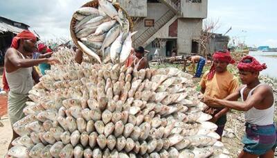Fishermen expect 'Hilsa' boom amid COVID-19 gloom in West Bengal