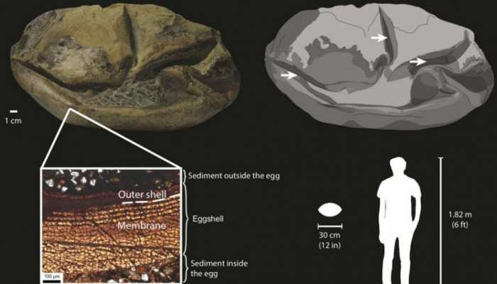 World’s largest reptile egg measuring more than 11 inches long found in Antarctica