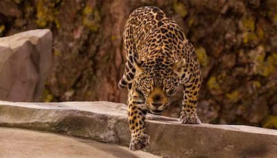 Viral: Jaguar attacks Caiman in water, climbs a cliff dragging it - Watch 