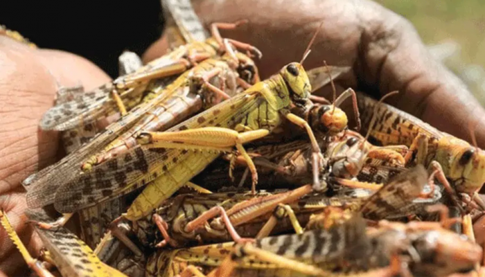 Huge swarms of locusts likely to reach Uttar Pradesh&#039;s Gautam Buddh Nagar on June 28, government on alert