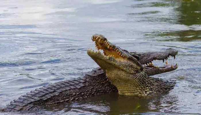 Boy killed in crocodile attack at Odisha&#039;s Malkangiri