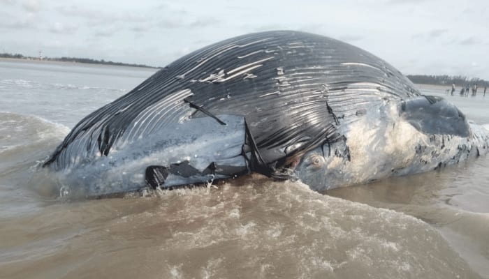Huge whale found dead on West Bengal&#039;s Mandarmani coast; see pics here