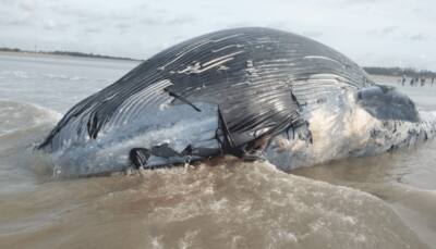 Huge whale found dead on West Bengal's Mandarmani coast; see pics here