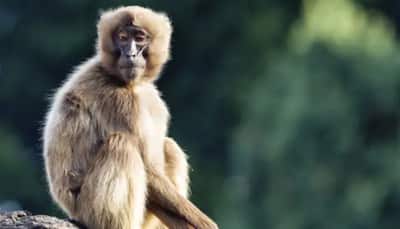 Monkey hanged to death from a tree for entering house in Telangana