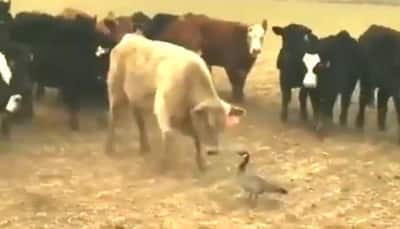 Viral video: This fearless goose makes cows back out from a fight - Watch 