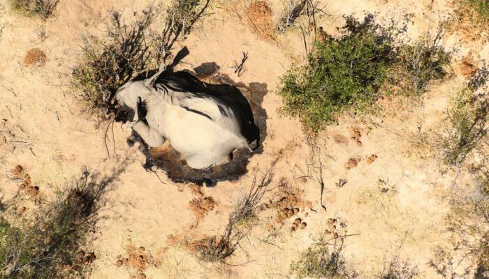 Around 275 elephants die in Botswana, country investigating matter 