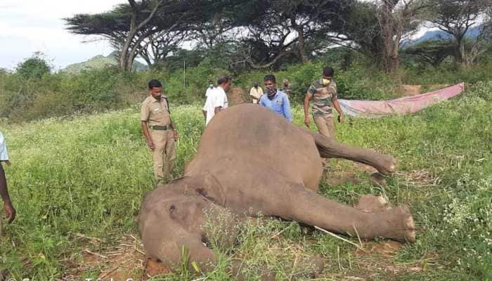 Man-animal conflict, accident kills two elephants in Tamil Nadu’s Coimbatore