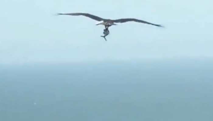 Viral video of bird holding a shark sends netizens into a tizzy - Watch