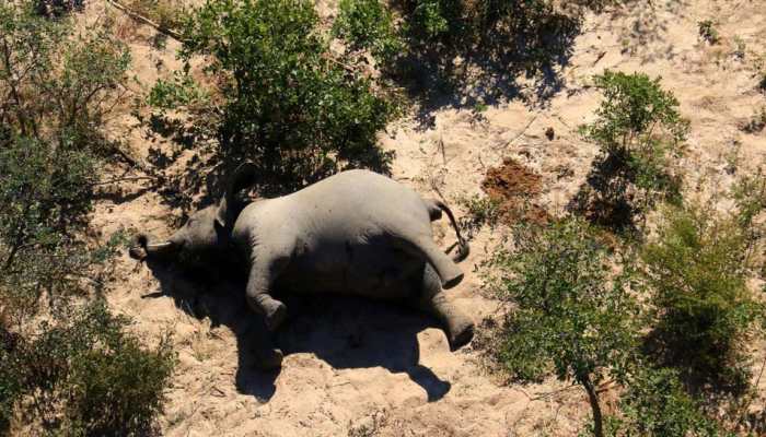 What could be causing Botswana&#039;s mystery elephant deaths?