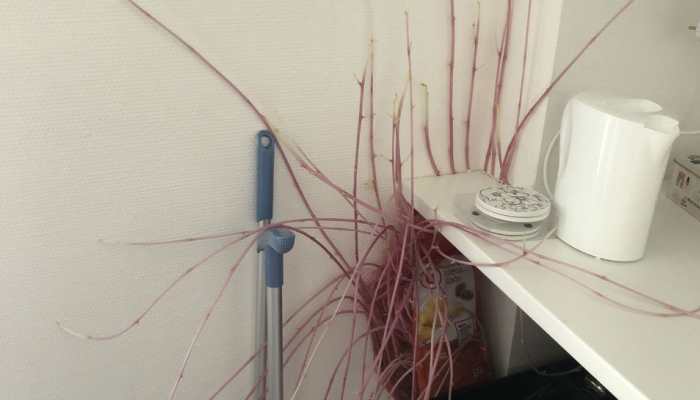 Potatoes invade French woman's home in her absence during coronavirus lockdown. Wait, what? 