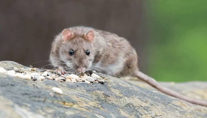 China's Bayannur city sounds alert for bubonic plague