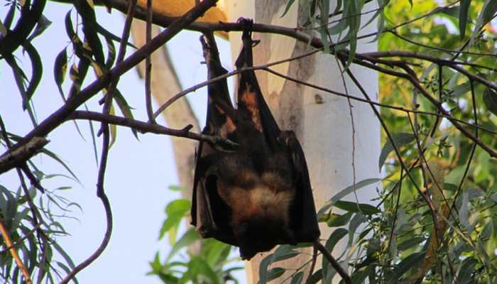 Is it a bat or human dressed as bat, turned upside down in this viral pic? 