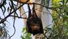 Is it a bat or human dressed as bat, turned upside down in this viral pic? Find out here