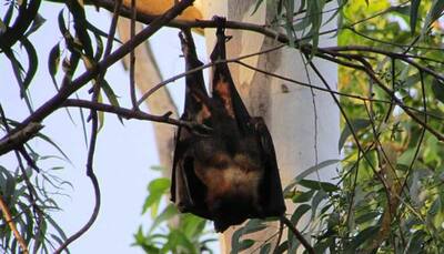 Is it a bat or human dressed as bat, turned upside down in this viral pic? Find out here