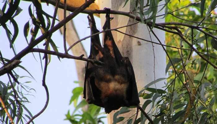 Is it a bat or human dressed as bat, turned upside down in this viral pic? Find out here