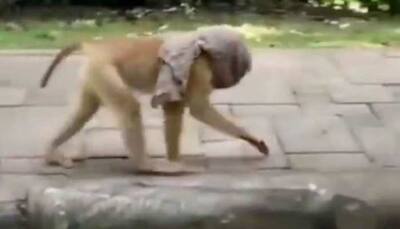 Watch: Viral video of a monkey wearing face mask has left the internet in splits