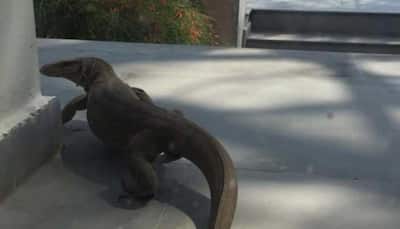 Huge Monitor lizard spotted at a home in Delhi, viral pic sends netizens into a tizzy!