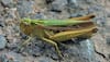 Locust