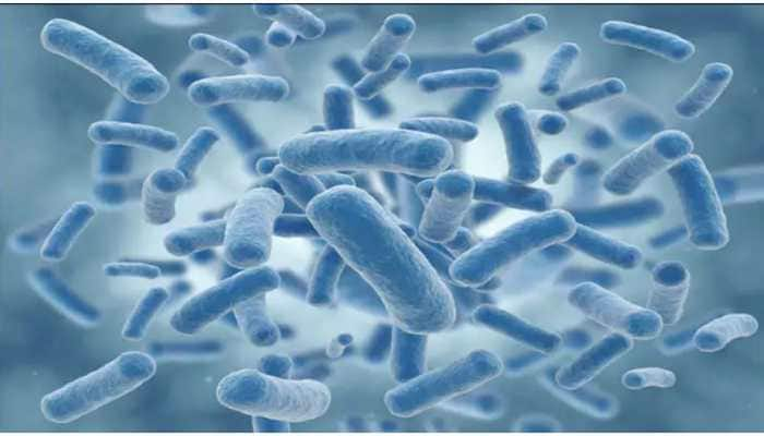 Good gut bacteria may help reduce the risk of heart disease: Study