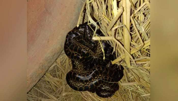 World Snake Day: Yellow anaconda gives birth to 11 snakes in Kolkata&#039;s Alipore Zoological Garden