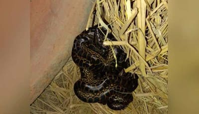 World Snake Day: Yellow anaconda gives birth to 11 snakes in Kolkata's Alipore Zoological Garden