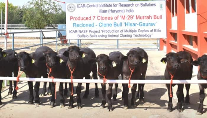 CIBR Hisar achieves a milestone, clones 8 calves to improve buffalo breed