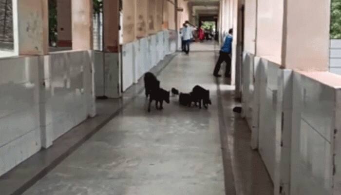 Pigs roam freely at COVID-19-designated hospital in Karnataka&#039;s Kalaburagi — Viral video