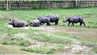 Over 108 animals including 9 rhinoceroses have died so far at Kaziranga National Park due to Assam floods