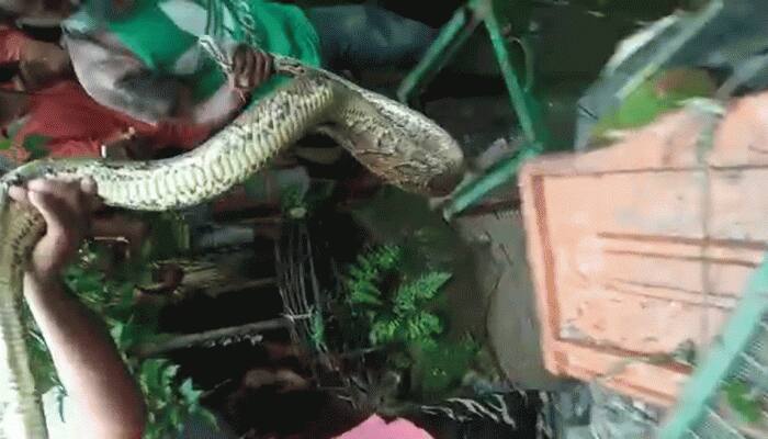20-feet long phython rescued after he swallows 3 ducks of villager in West Bengal&#039;s Jalpaiguri 